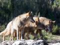 Varios lobos ibéricos del Centro del Lobo Ibérico en localidad de Robledo de Sanabria, en plena Sierra de la Culebra