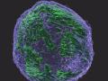Imagen tridimensional del núcleo de una célula cancerosa