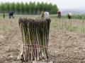 Los agricultores del municipio de Huétor Tájar recogen los espárragos para la tortilla