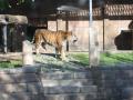 Los dos nuevos ejemplares de tigre de bengala del Centro de Conservación Zoo Córdoba, en imágenes