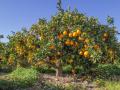Varios naranjos, en Valencia