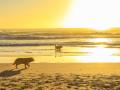 La playa contará con todos los servicios necesarios