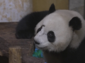 Los pandas ya han pasado su primera noche