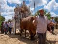 Carreta del Simpecado de la hermandad de Olivares, tirada por bueyes