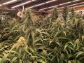 La Guardia Civil ha intervenido un total de 1.200 plantas de marihuana y ha desmantelado dos plantaciones de las denominadas “Indoor”