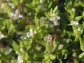 Crassula helmsii