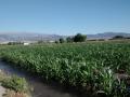 La Vega de Granada es el espacio agrícola y ganadero que tradicionalmente ha provisto de alimentos a la ciudad