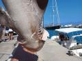 La cañabota aparecida en Altea