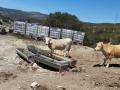 Vacas en Morella, Castellón