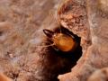 Imagen de una termita soldado subterránea asiática
