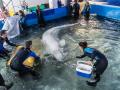 Una de las belugas rescatadas en Ucrania, ya en el Oceanográfico de Valencia