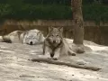 Dos lobos en un zoólogico