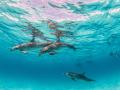 Delfines nadando en Bahamas