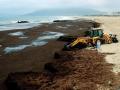 Imágenes de una playa llena de alga asiática