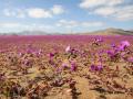 Vista del desierto de Atacama cubierto de flores en Copiapó, Chile