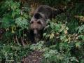 Un oso en Rumanía desciende hacia una carretera para recoger comida arrojada por un camionero