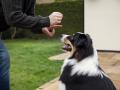 Un dueño adiestra a su perro