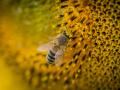 Una abeja volando junto a una flor