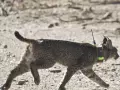 Fue liberado hace unos meses en Sierra Arana y ha establecido una nueva ruta por el Levante hasta llegar a Castilla-La Mancha