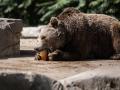 Un orso pardo en el Zoo Aquarium de Madrid