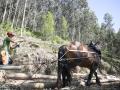 Unai Bikuña, responsable de la empresa ArdaGaia, durante la extracción de madera en Urdaibai