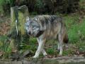 Un lobo en el bosque