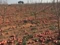 Una plantación de caquis en la Comunidad Valenciana