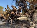 Imágenes del SEPRONA trabajando en el lugar del incendio de Jaén