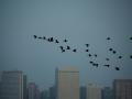 Un bandada de aves volando por una ciudad