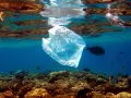 Peces nadan alrededor de una bolsa de plástico en el mar