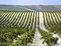 A 8 de septiembre, más del 50% de las uvas recolectadas en el Marco de Jerez provienen de las bodegas de Jerez de la Frontera