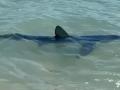 El tiburón nadando en la orilla de la playa de Denia