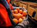 Un hombre sostiene varias naranjas