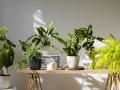 Plantas en el salón de una vivienda