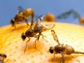 Mosca de la fruta