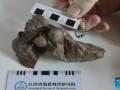 This undated photograph shows a new type of dinosaur egg fossil discovered in the city of Ganzhou.