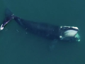 Una ballena franca del Atlántico norte alimentándose en Cape Cod Bay