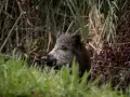 Un jabalí se alimenta al borde de una carretera