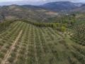 Vista aérea de un olivar en la provincia de Jaén