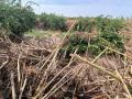 Daños provocados por la DANA a los cultivos de naranjas