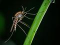 El virus del Nilo Occidental pertenece al grupo de los flavivirus