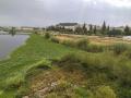 Nenufar mexicano en el Guadiana