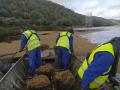 Unos operarios retiran azolla del río Tajo