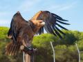 Ejemplar de águila imperial ibérica

El águila imperial ibérica (Aquila adalberti), especie catalogada como 'en peligro de extinción', es una de las rapaces más amenazadas del planeta. Tan solo habita en la península Ibérica y, a finales de los años 70, su población era inferior a 50 parejas reproductoras. Sin embargo, en la actualidad el número de aves que sobrevuelan la península se está recuperando hasta superar hoy las 600 parejas reproductoras. Este auge se debe, principalmente, a las actuaciones que están desarrollando las administraciones públicas en colaboración con entidades conservacionistas y propietarios de fincas privadas.

POLITICA SOCIEDAD
JUNTA DE ANDALUCÍA