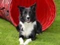 Imagen de archivo de un border collie