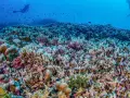 Imagen del coral más grande del mundo descubierto por el biólogo español Manu San Félix