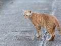 Un gato en una carretera