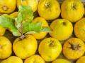 El membrillo, una fruta no muy conocida