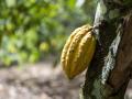 Una mazorca de cacao lista para ser recogida del árbol en Costa de Marfil