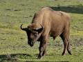 Ejemplar de bisonte en la Sierra de Andújar